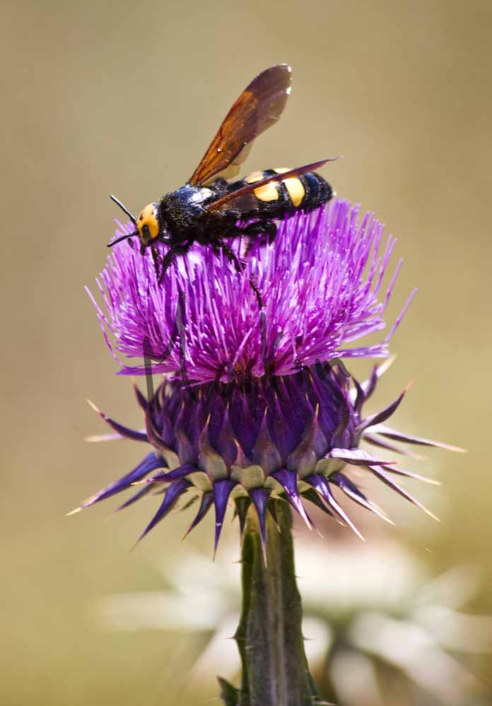 5 Thistle & Wasp