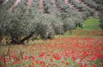 20 Poppies and Olives